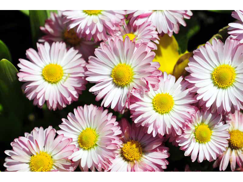 Seme za cveće 5 kesica Bela Rada - mešavina - Bellis perennis 2570