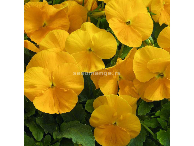 Seme za cveće 5 kesica Dan i noć - žuti - Viola wittrockiana 5720/5