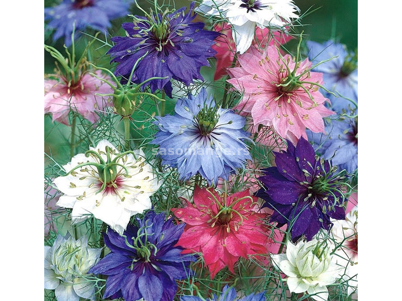 Cveće 5 kesica Mačkov Brk - mešavina - seme Nigella damascena 4450