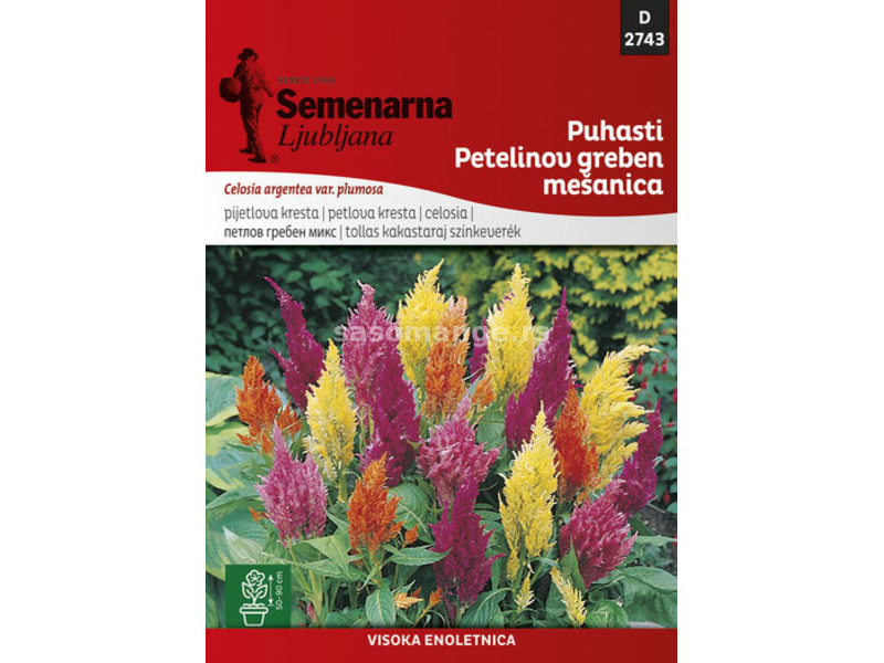 Cveće Petlova kresta paperjasta - mešavina - seme 5 kesica Celosia argentea var. plumosa 2743