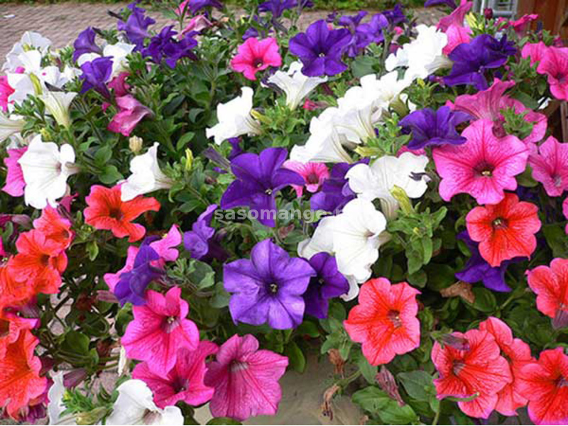 Seme za cveće 5 kesica Petunija - mešavina - Petunia hyb. - 4570