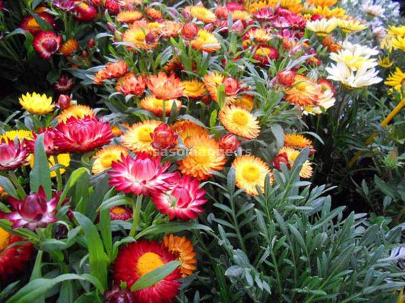Seme za cveće 10 kesica Suva ruža - mešavina - Helichrysum bracteatum 3720