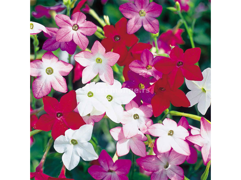 Seme za cveće 10 kesica Ukrasni duvan - mešavina - Nicotiana affinis 4396