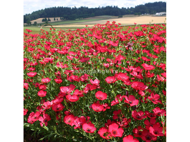 Seme za cveće 5 kesica Ukrasni lan - crveni - Linum grandiflorum Rubrum 3895