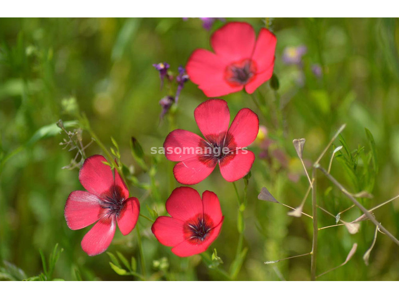 Seme za cveće 10 kesica Ukrasni lan - crveni - Linum grandiflorum Rubrum 3895
