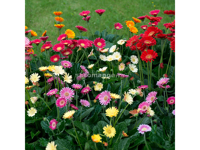 Seme 10 kesica za cveće Gerber mešavina Franchi Sementi Virimax