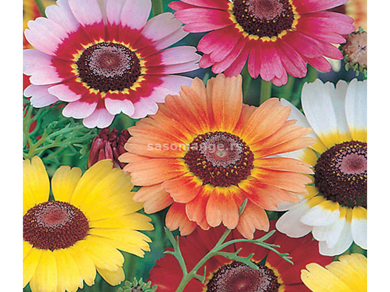 Seme 10 kesica za cveće Ivančica - Trobojna Margareta Franchi Sementi Virimax