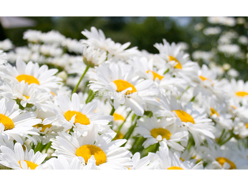 Margareta bela - seme za cveće 5 kesica Franchi Sementi Virimax