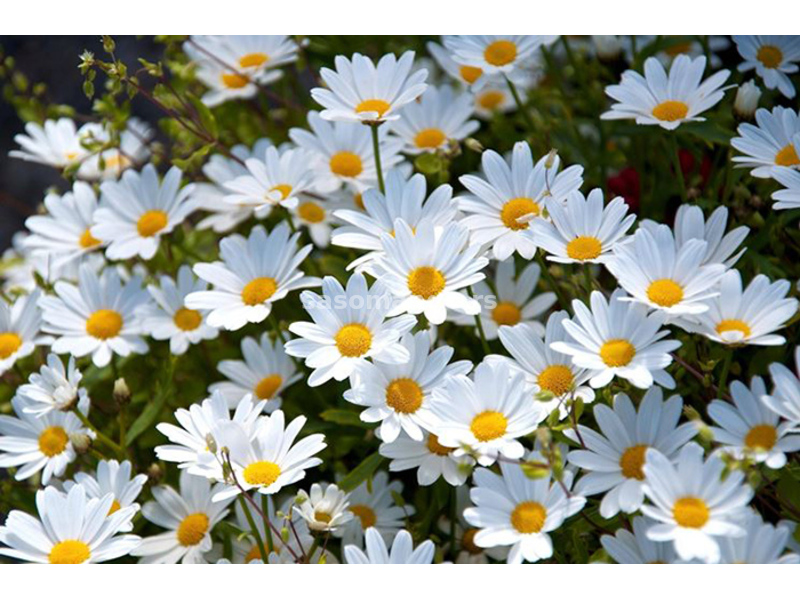 Margareta bela - seme za cveće 10 kesica Franchi Sementi Virimax