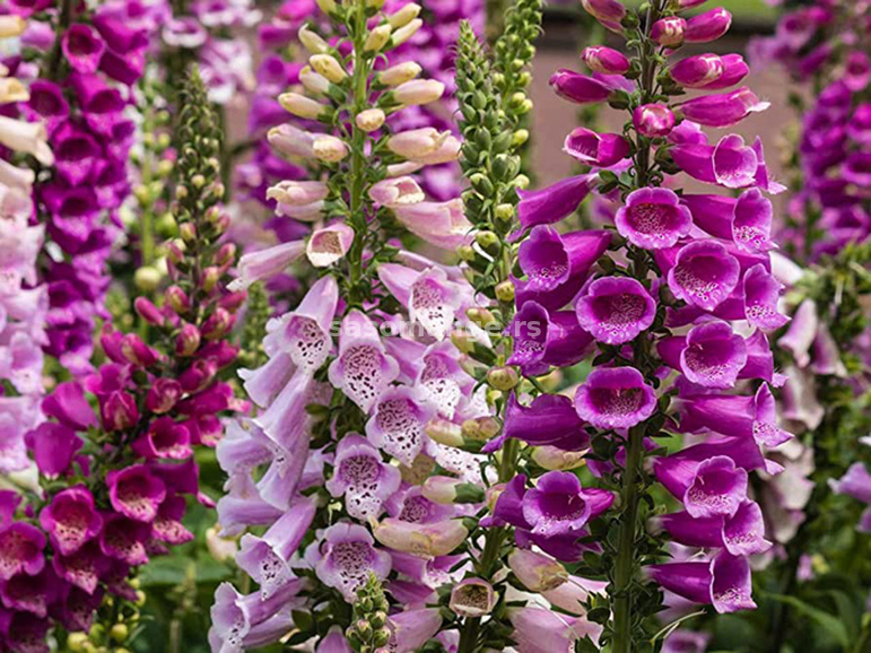 Naprstak - Digitalis - seme za cveće 10 kesica Franchi Sementi Virimax