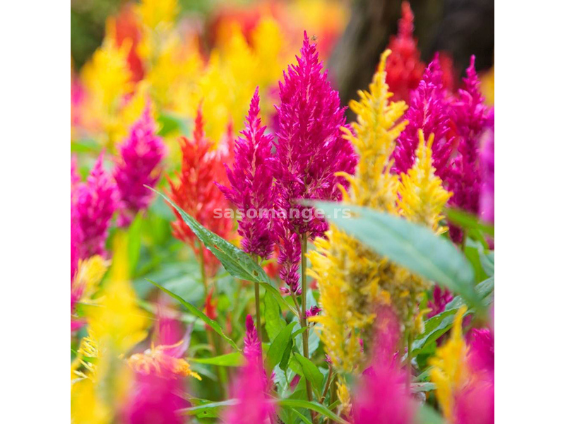 Cveće Perjanica - seme 10 kesica Franchi Sementi Virimax