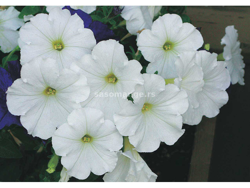 Cveće Petunija niska bela - seme 5 kesica Franchi Sementi Virimax