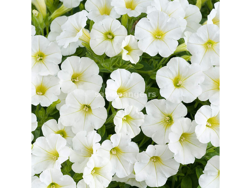 Cveće Petunija niska bela - seme 5 kesica Franchi Sementi Virimax