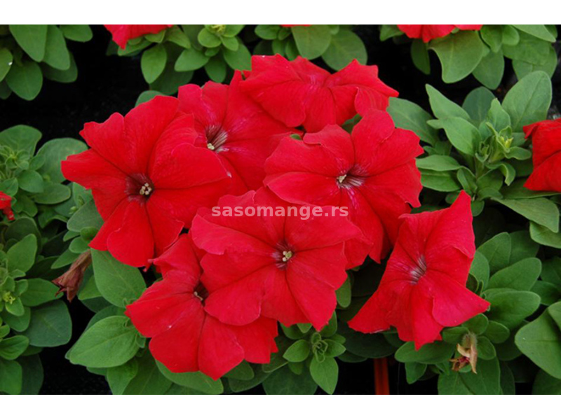Cveće Petunija niska crvena - seme 10 kesica Franchi Sementi Virimax