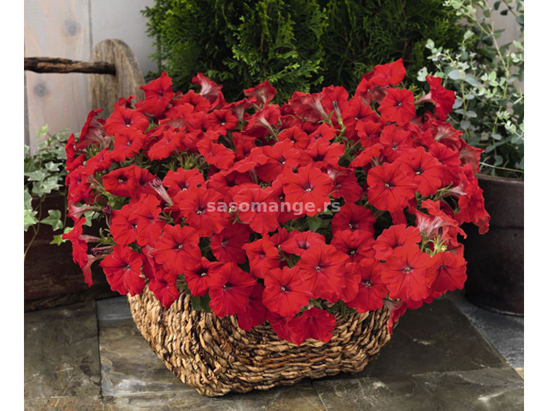 Cveće Petunija niska crvena - seme 10 kesica Franchi Sementi Virimax