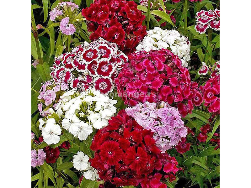 Seme za cveće Turski karanfil 10 kesica Franchi Sementi Virimax