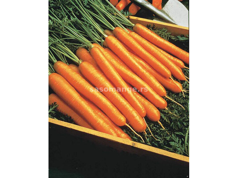 Seme za povrće - Šargarepa Nantes - Daucus carota L. 189