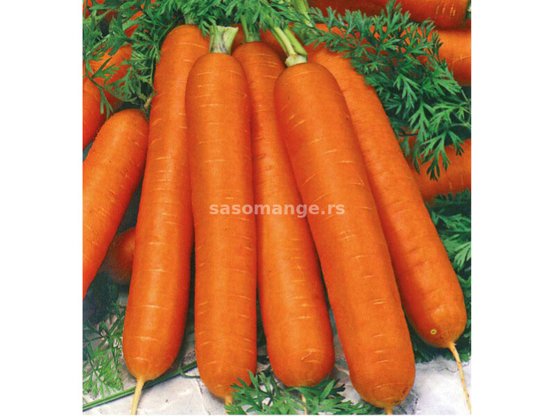 Seme za povrće - Šargarepa Nantes - Daucus carota L. 189