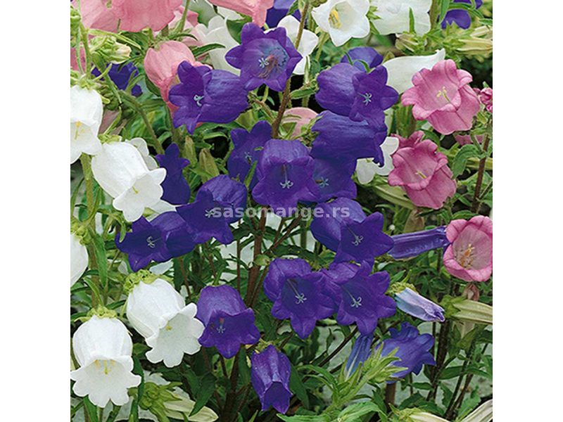 Seme 10 kesica za cveće Zvončići Franchi Sementi Virimax
