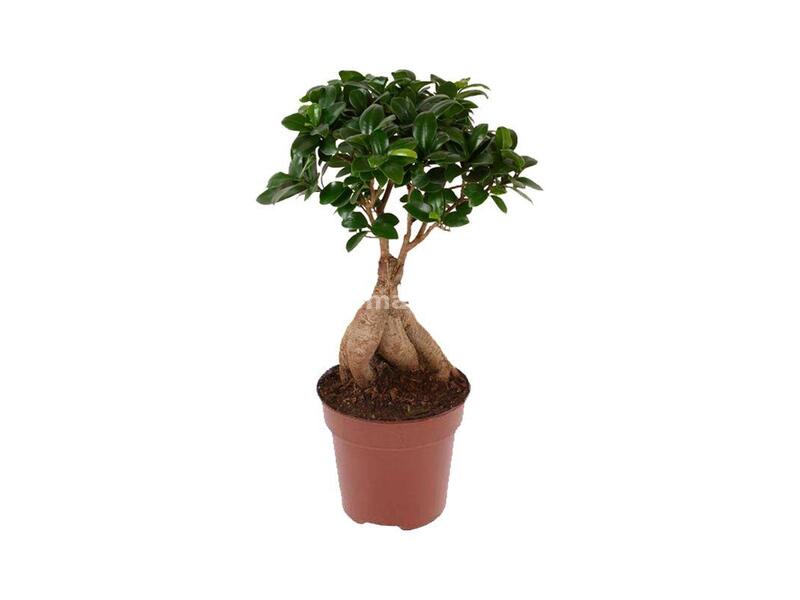 Ficus Bonsai Ginseng 40cm