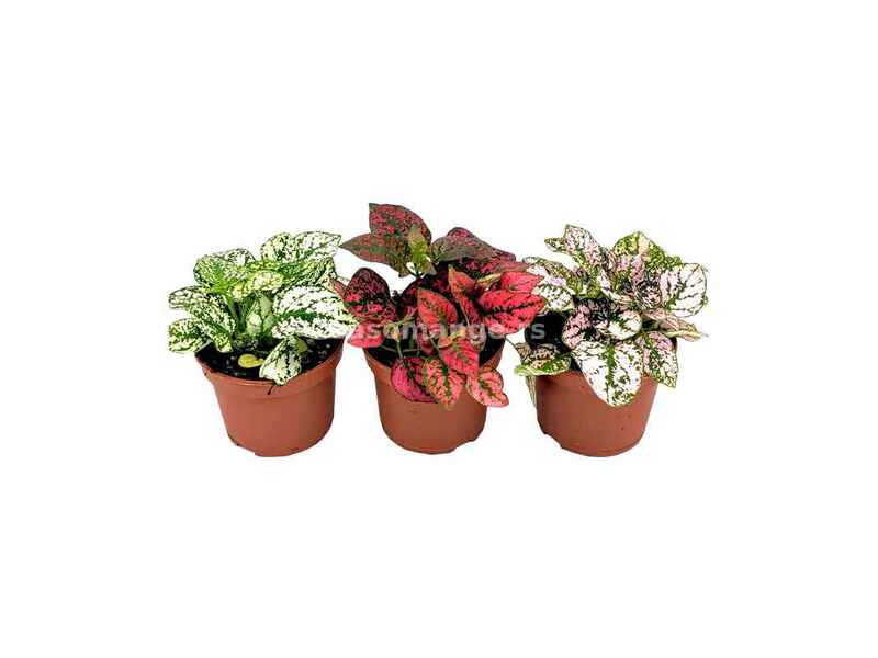 Hypoestes mix