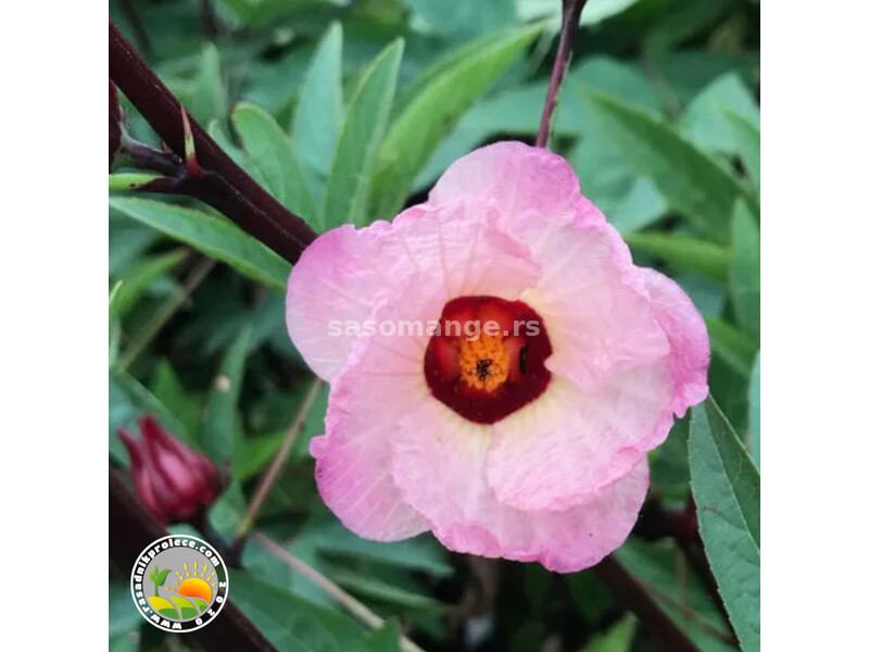 Crveni Baštenski Hibiskus - Jestivi