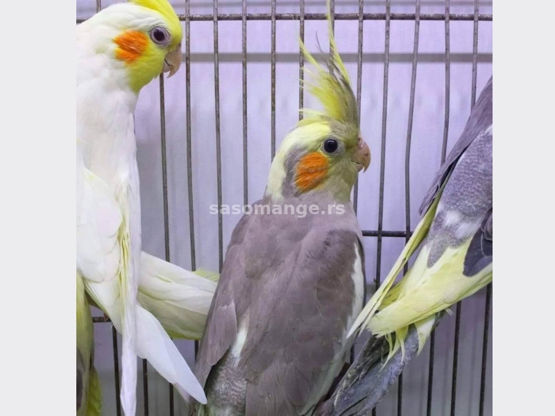 Nimfe papagaji, prelepi