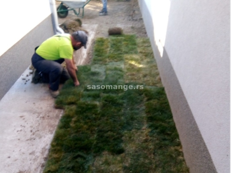 Sejanje trave - Postavljanje tepih trave