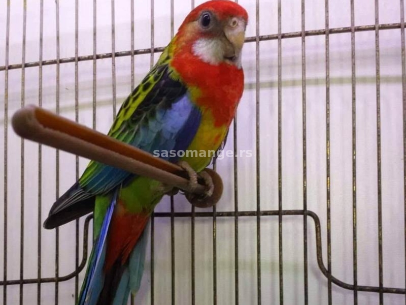 Rozele papagaji