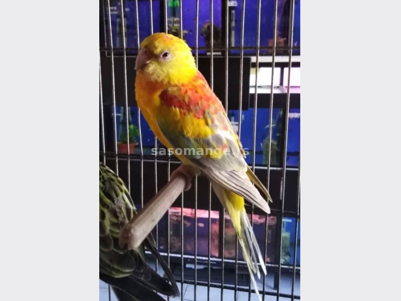 Pevajući papagaji