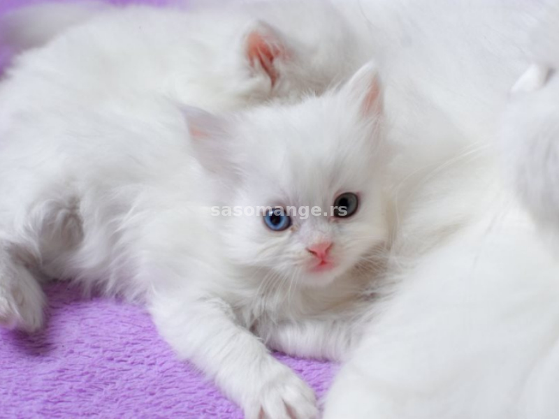 Persijski mačići (Doll face)