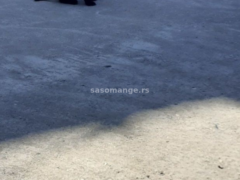 Stafordski bul terijer štene na prodaju