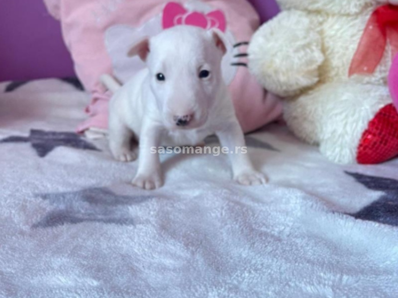 Mini Bull Terrier