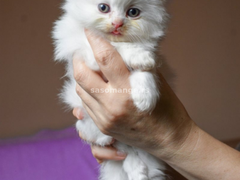 Persijski mačići (Doll face)