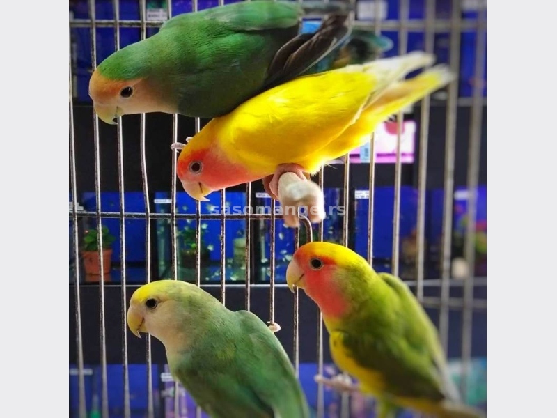 Rozenkolisi papagaji, jako lepi
