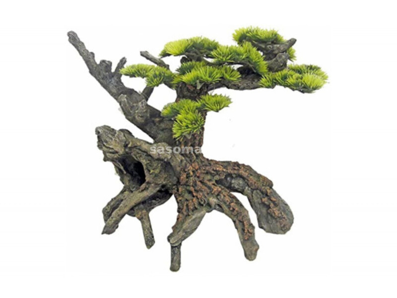 Japan bonsai drvo