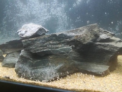 kamen za akvarijum - sivo plava stena