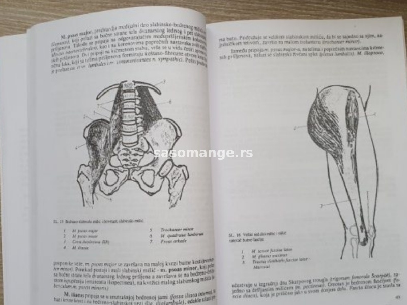 Anatomija Donjeg Ekstremiteta ,Dragan Mrvaljevic