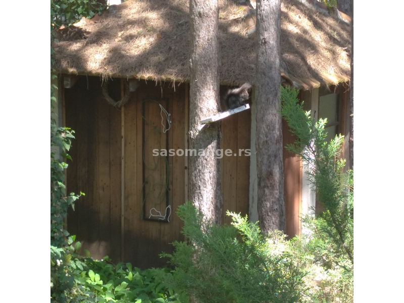 Kuća u srpskom stilu u borovoj šumi, 200m od Dunava, 113m² i čardak 9 m² na parceli od 20ara