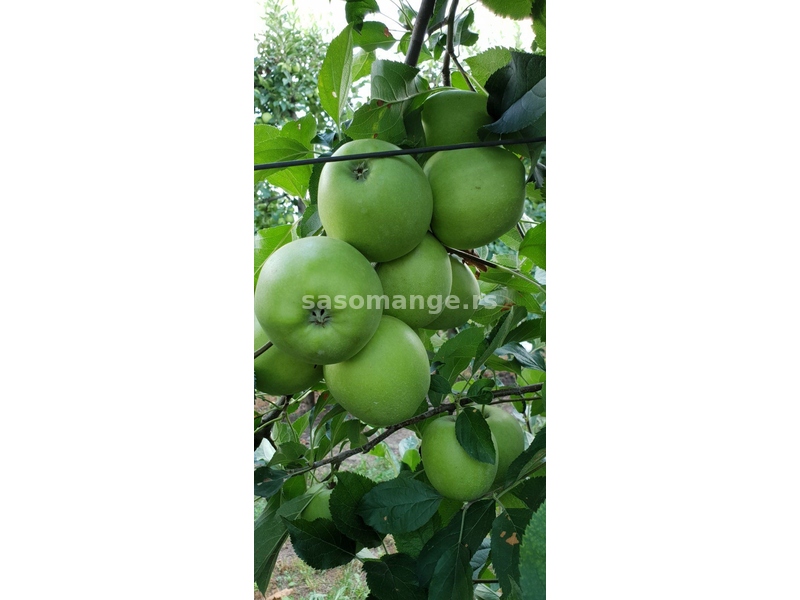 Plantaža jabuke na građ. zemljištu 2,66 ha-Sl.Vinogradi