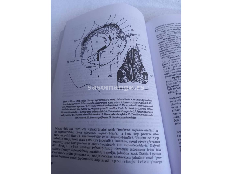 Anatomija Coveka (Glava I Vrat)