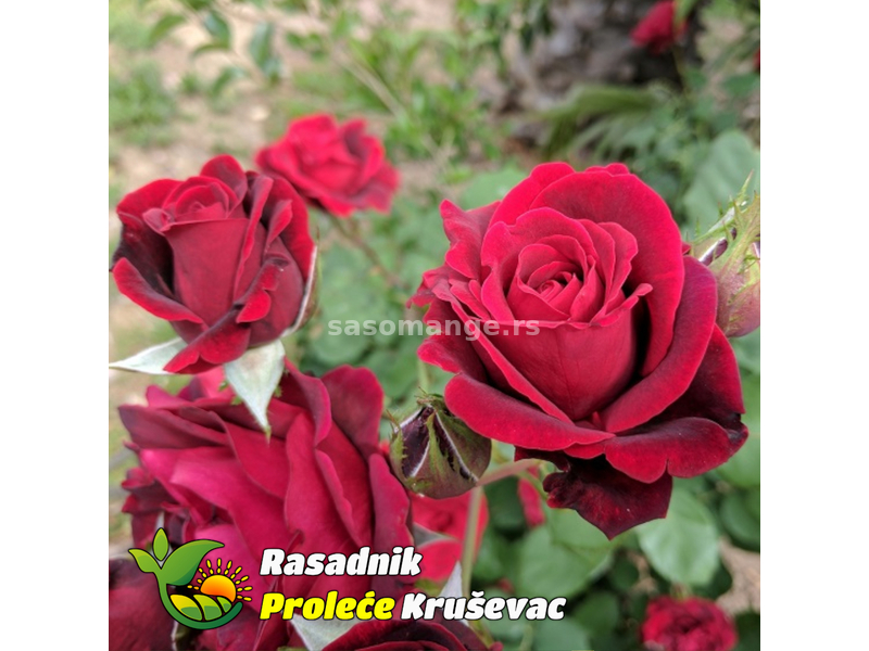 Ruža Stablašica Nina Vejbul