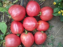 Seme paradajza volovsko srce
