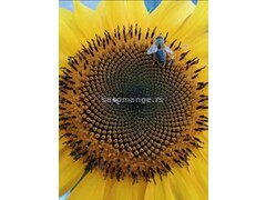 Seme dekorativnog suncokreta