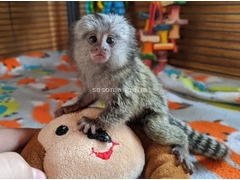 Zdrava beba marmoset majmuna dostupna