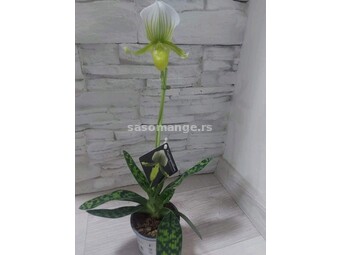 Orhideja paphilopedilum