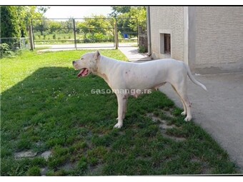 Dogo Argentino