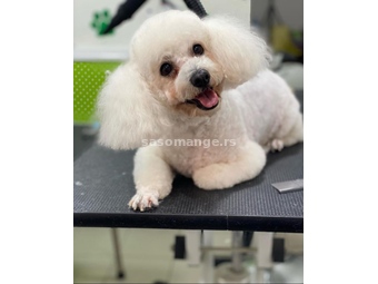 The cute and clingy Bichon Frize is looking for an owner who likes her