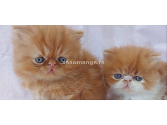 Persijske mačke persijski mačići