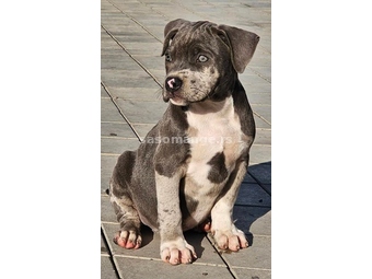 American bully xl